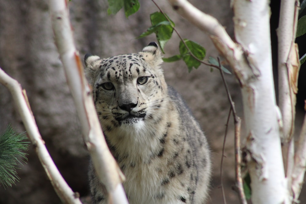 a white and black spotted tiger in a tree