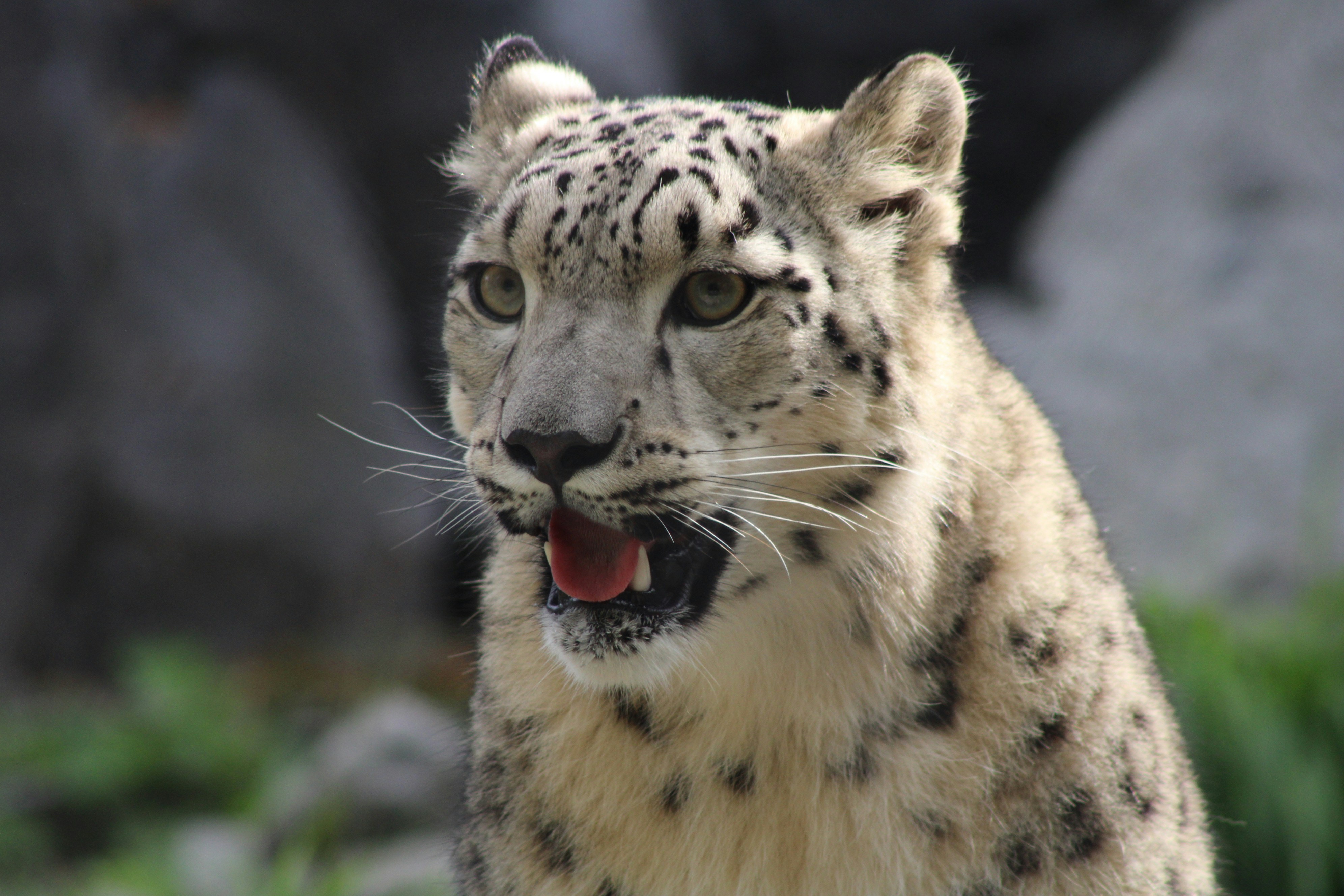 Vocal Yet Unheard (image credits: unsplash)