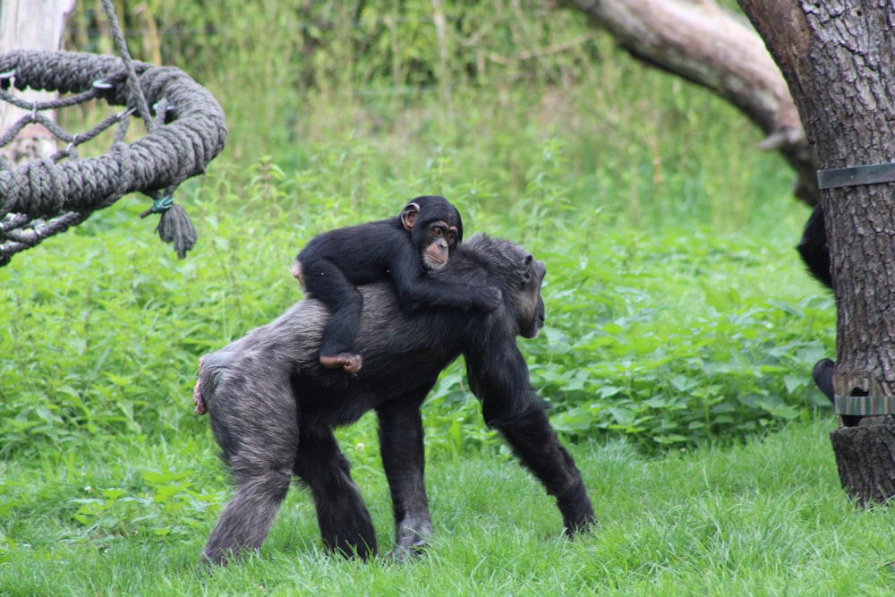 a couple of monkeys playing in the grass