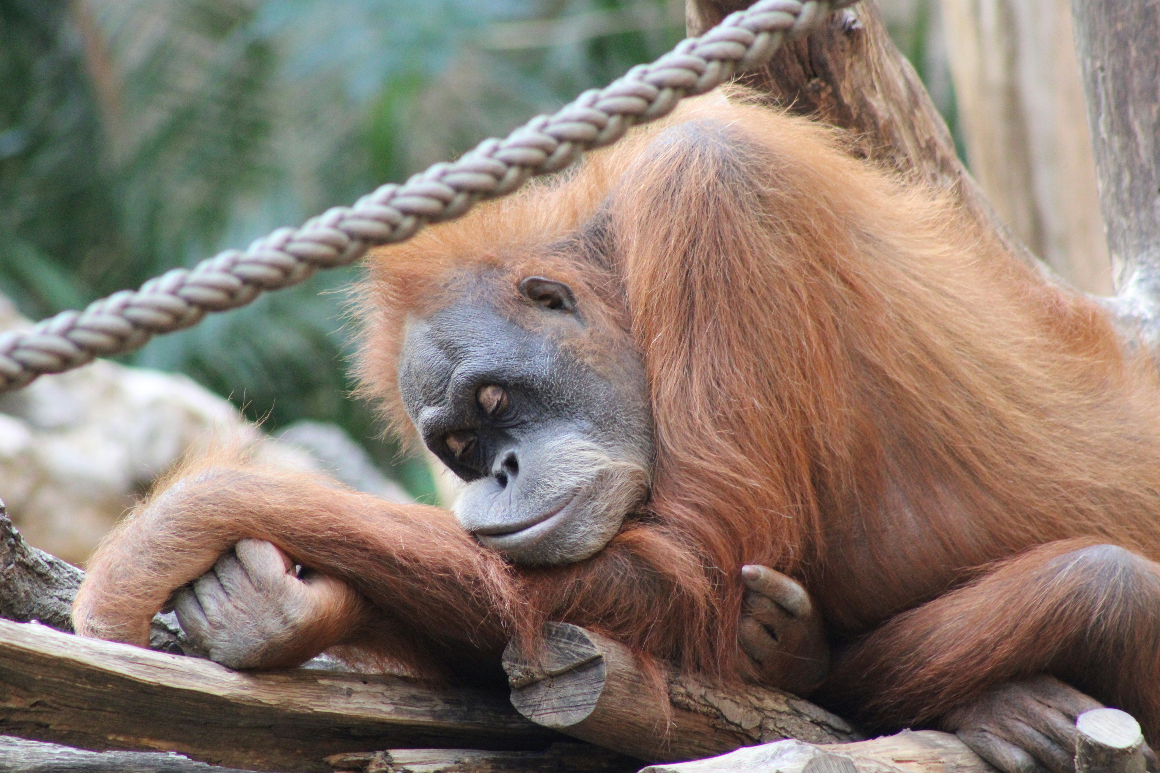 Un singe assis sur une branche d’arbre