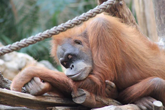 A group of orangutans resting together on intertwined branches, bathed in soft sunlight filtering through the leaves.