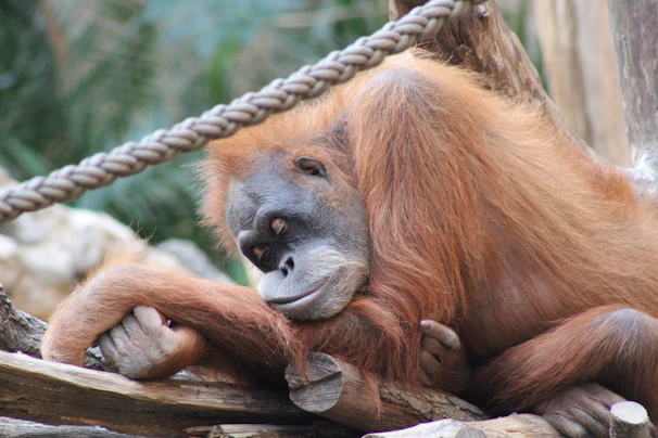 A group of orangutans resting together on intertwined branches, bathed in soft sunlight filtering through the leaves.