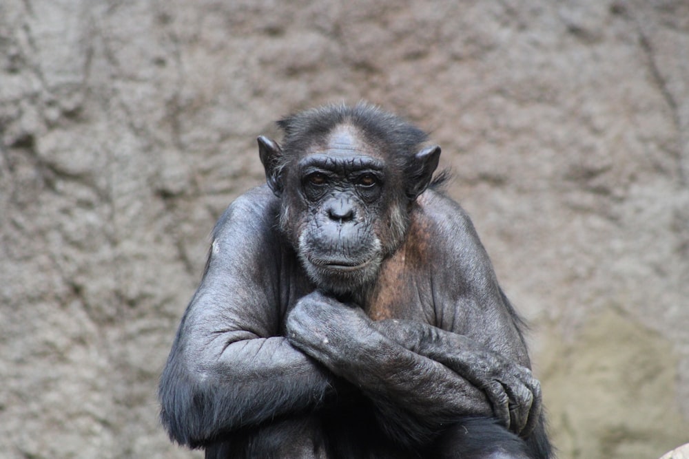 a gorilla sitting on the ground