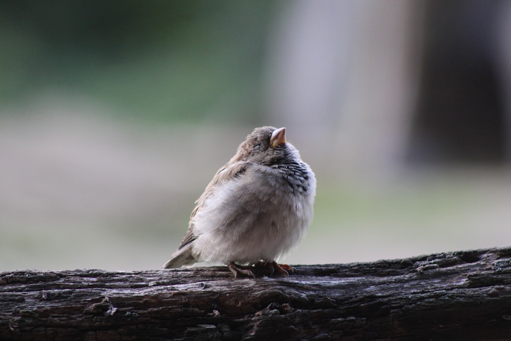 Un pájaro pequeño en un tronco