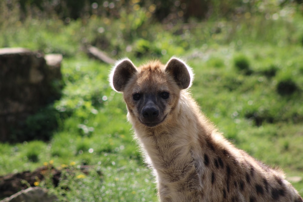 a hyena in the grass