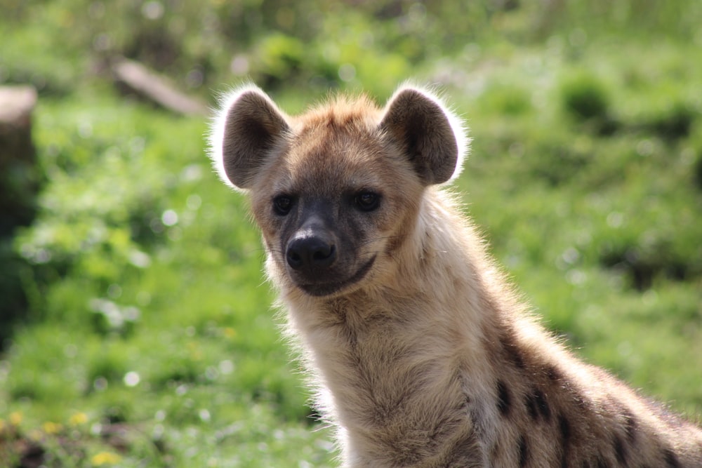 a fox sitting in a grassy area