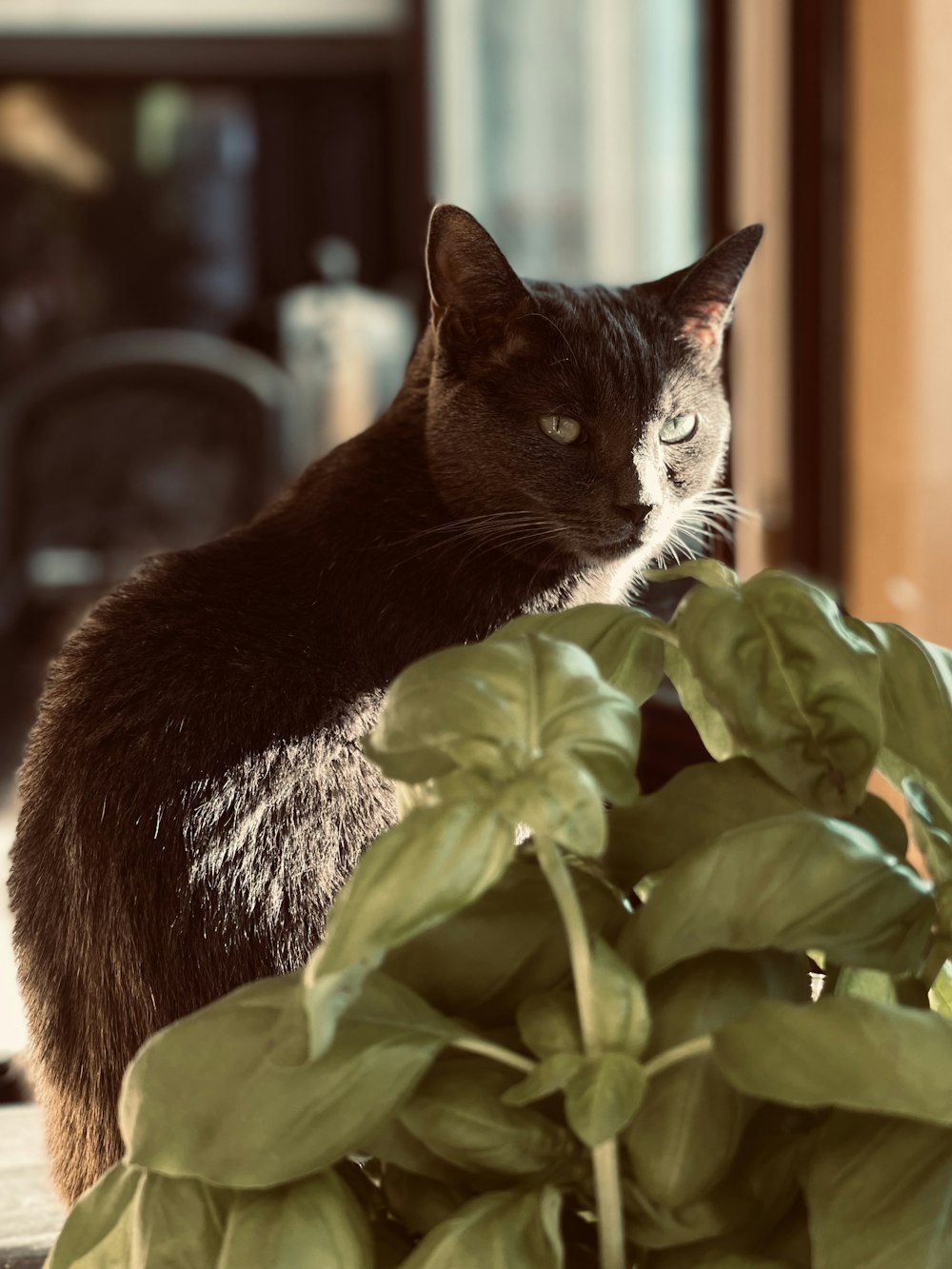 a cat sitting next to a plant