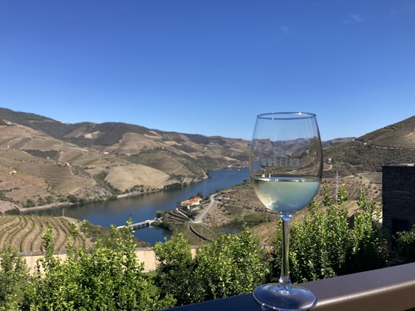 Guests enjoying a wine tasting session in a sunlit vineyard surrounded by rolling hills.