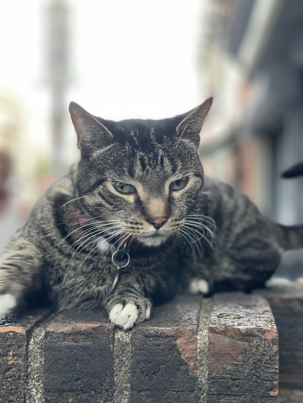 a cat lying on a ledge