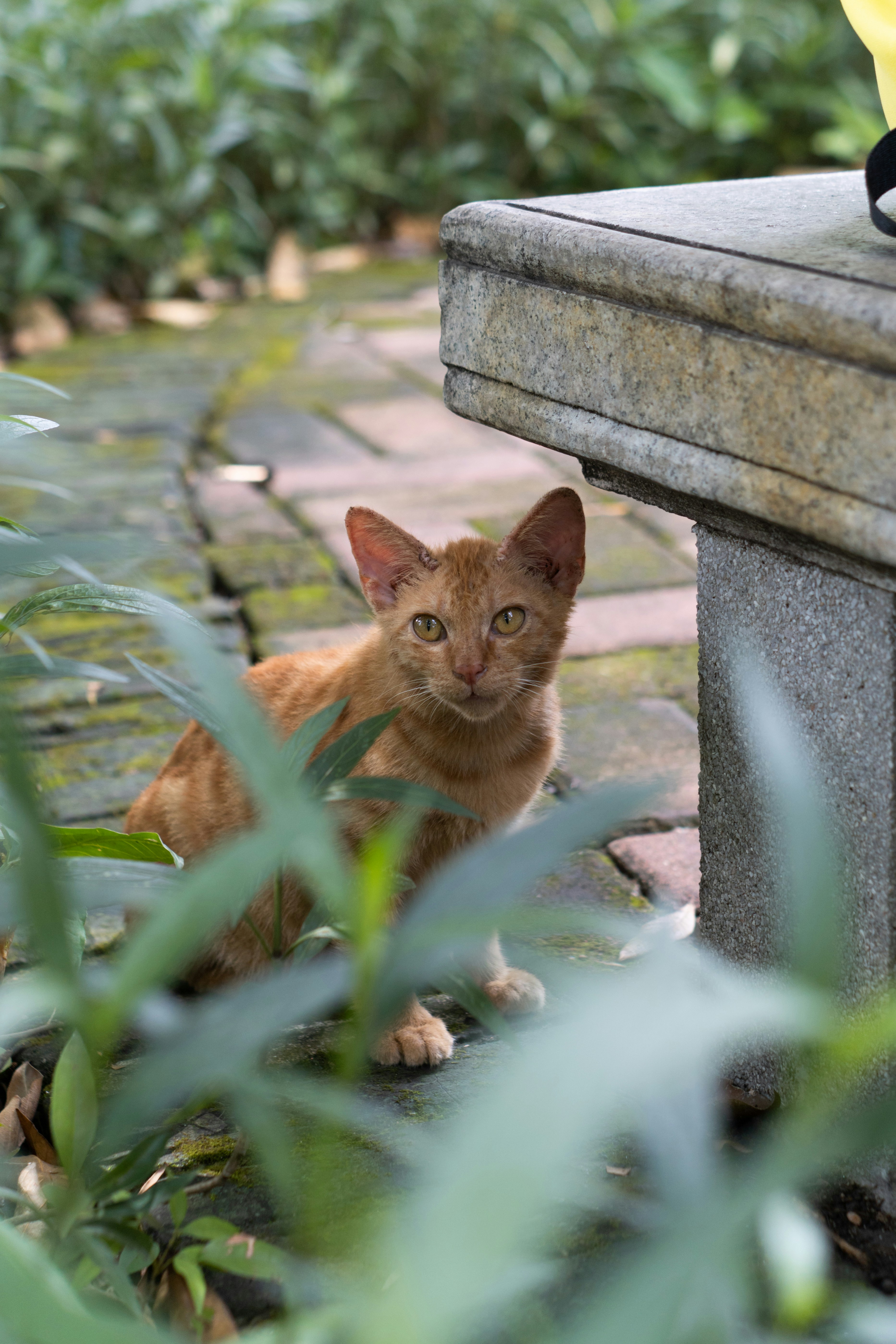 a cat sitting on a bench