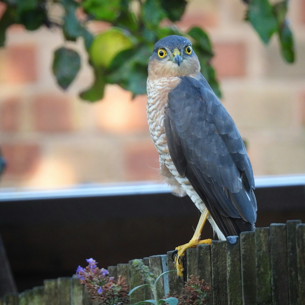 a bird standing on a fence