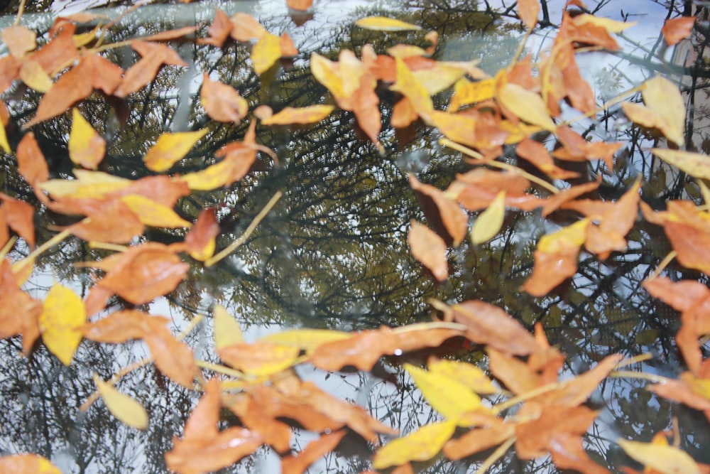 a large group of gold fish