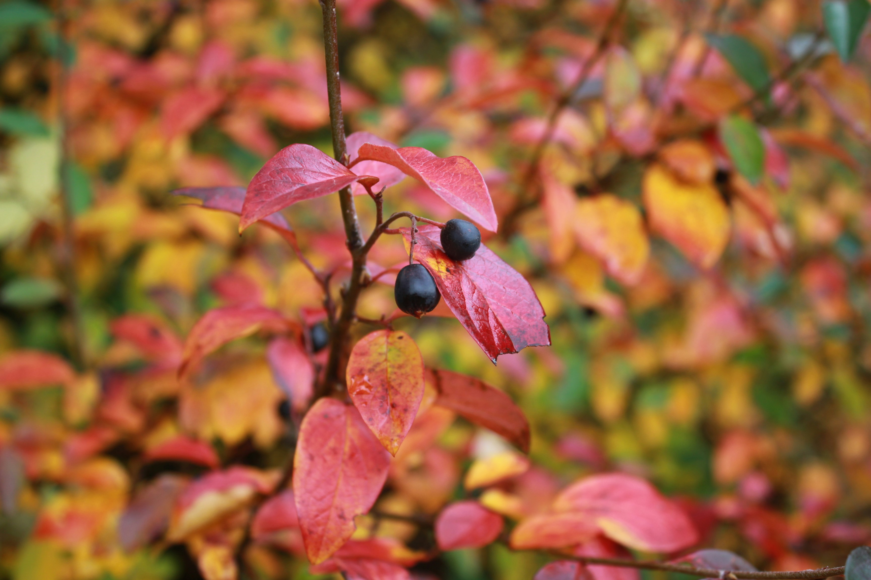 Photo by dareartworks