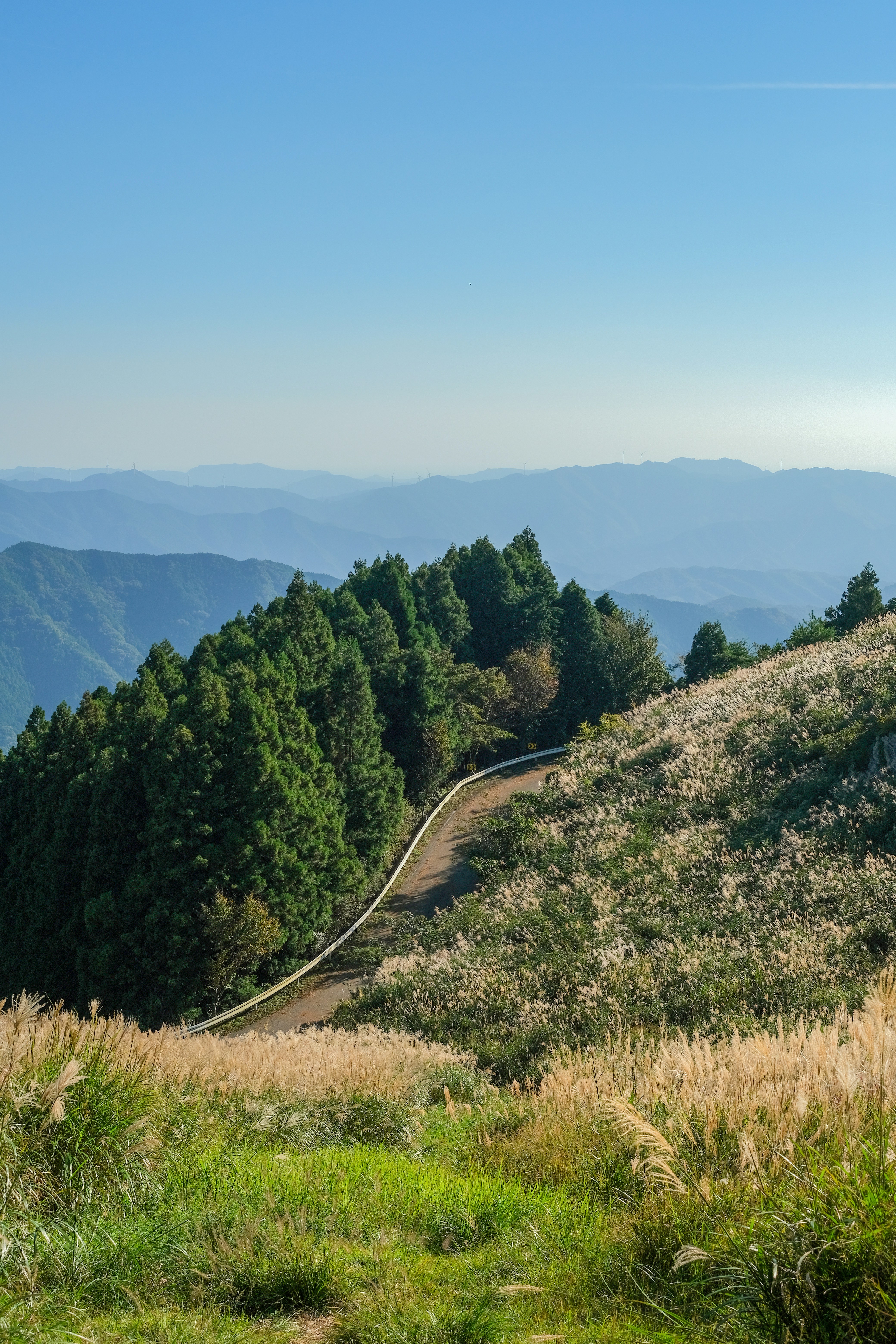 Une longue route traversant une forêt