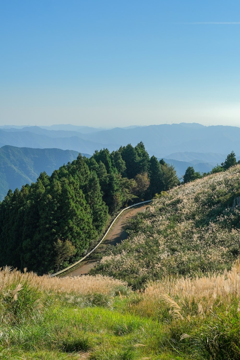 a long road going through a forest