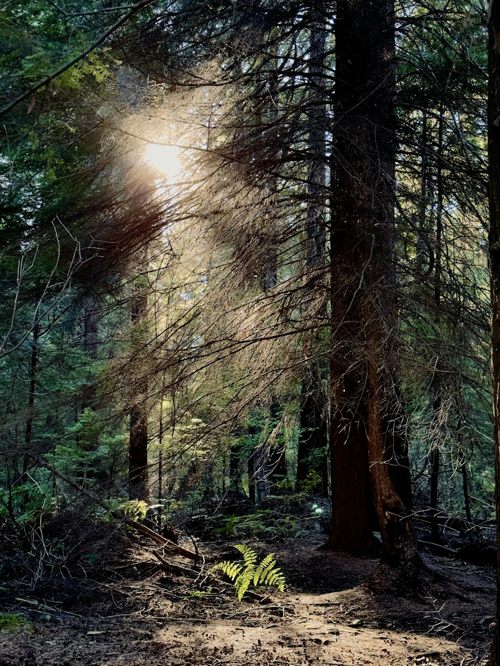 a forest with trees