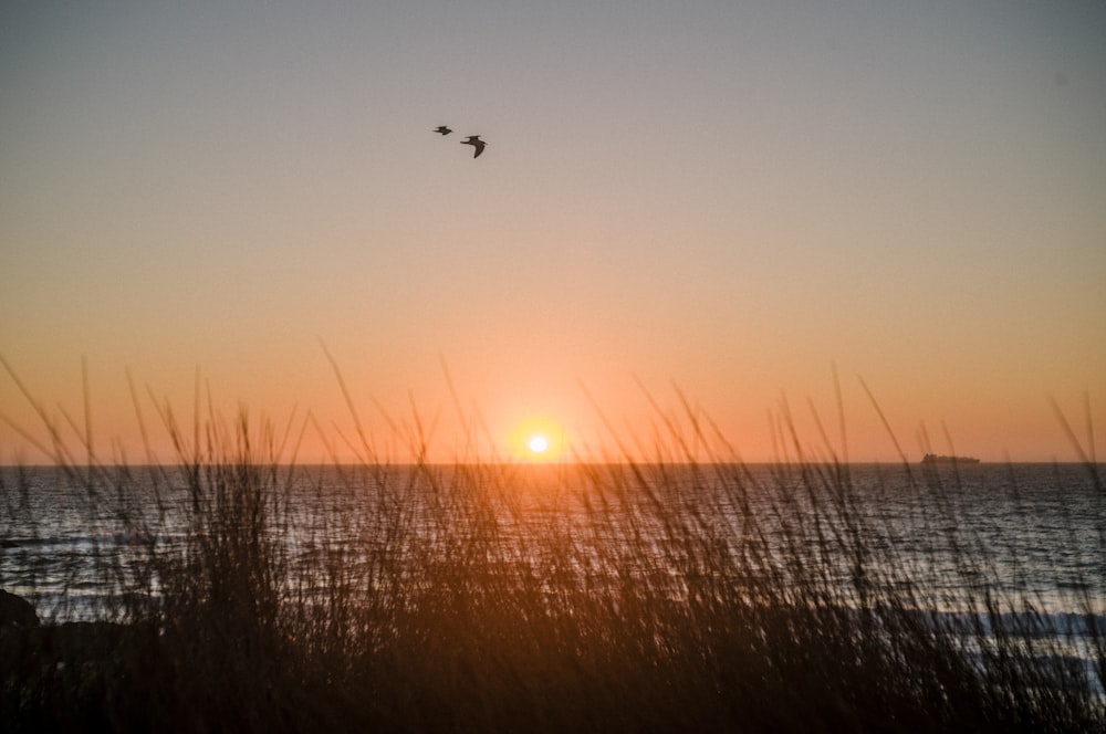 birds flying in the sky