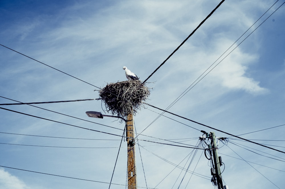 a bird sitting on a nest