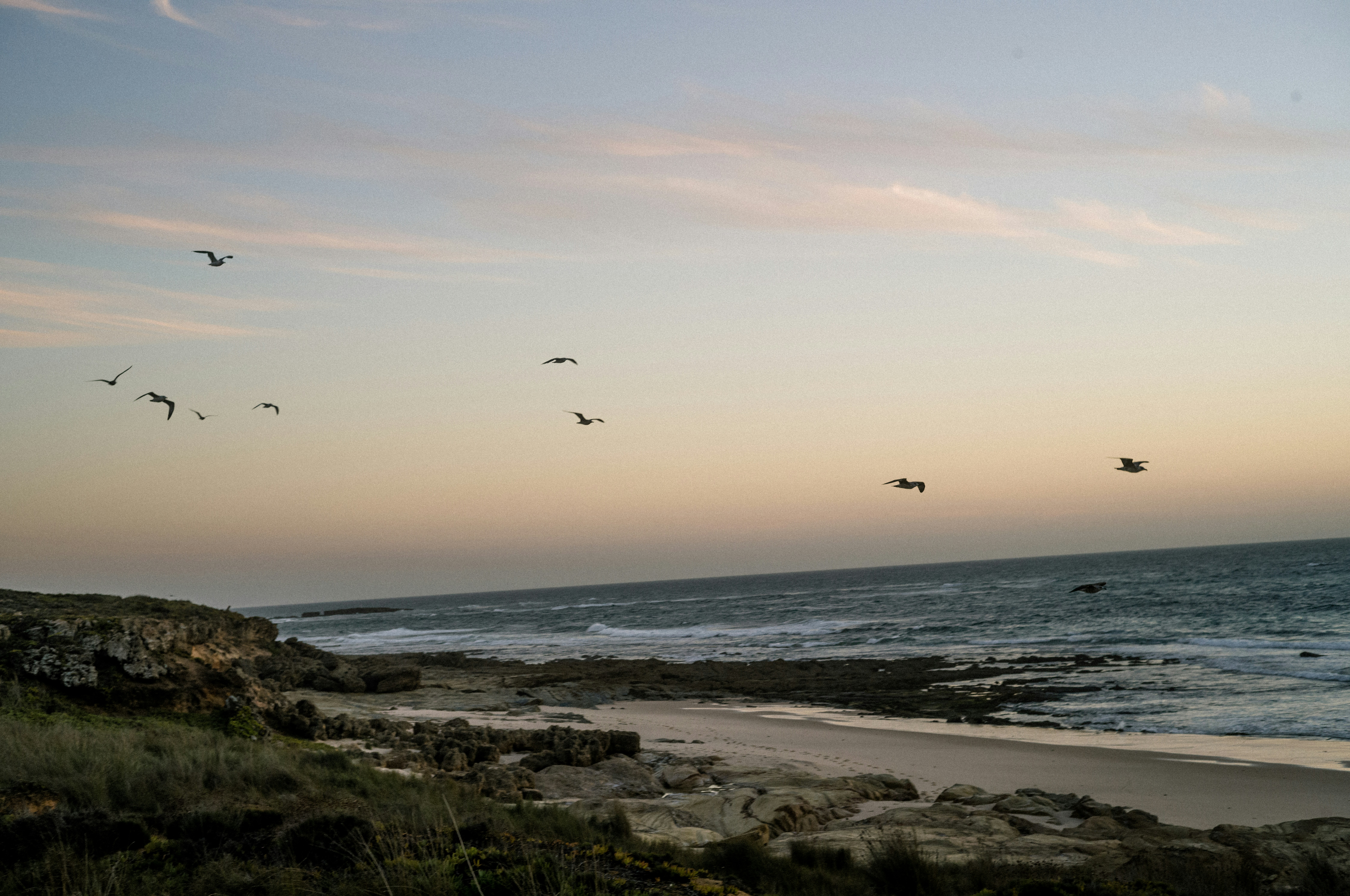 Pájaros volando sobre una playa