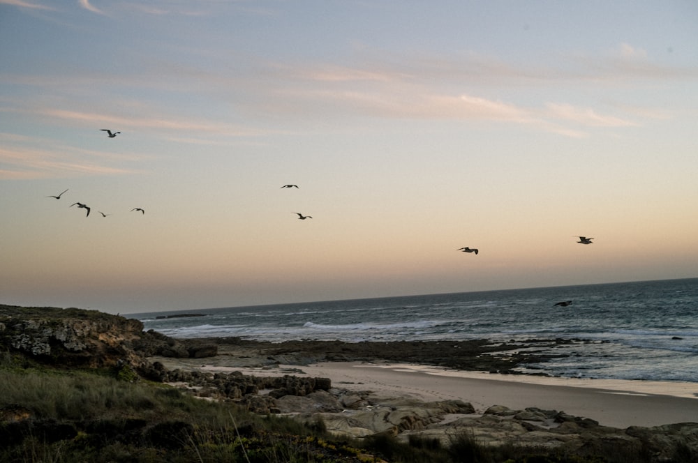 birds flying over a beach