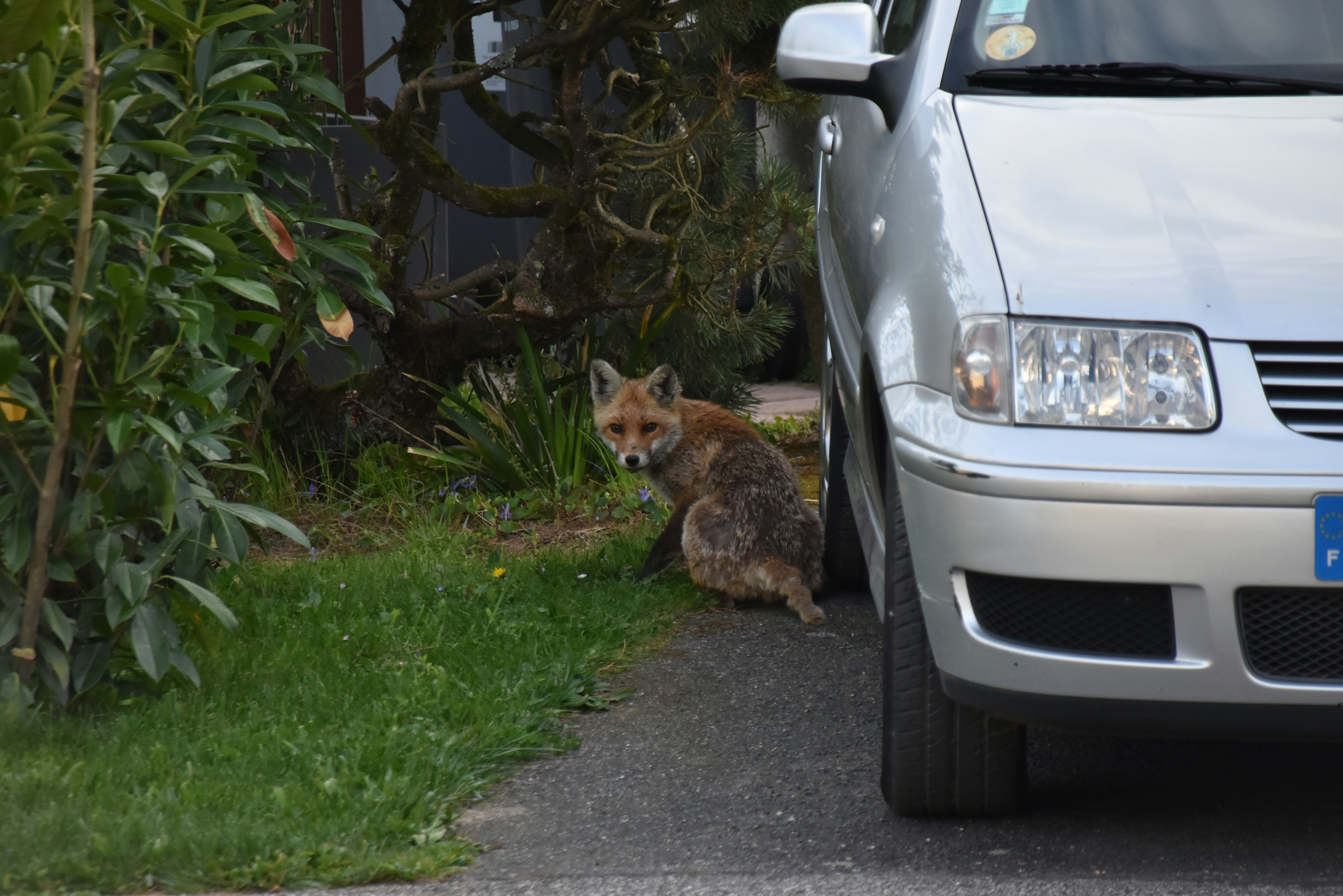 Ein Fuchs sitzt neben einem Auto