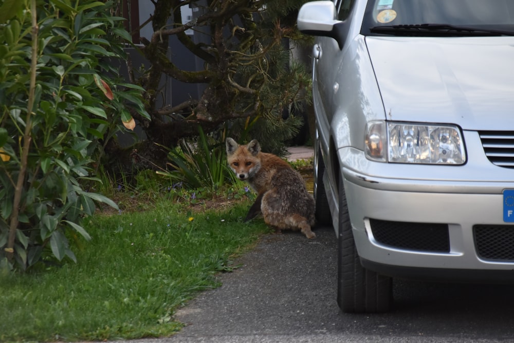 a fox sitting next to a car