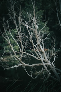 A leafless, gnarled tree with twisted branches stands starkly against a dark forest backdrop. The surrounding area seems to be a dense woodland with a mysterious, almost eerie quality.