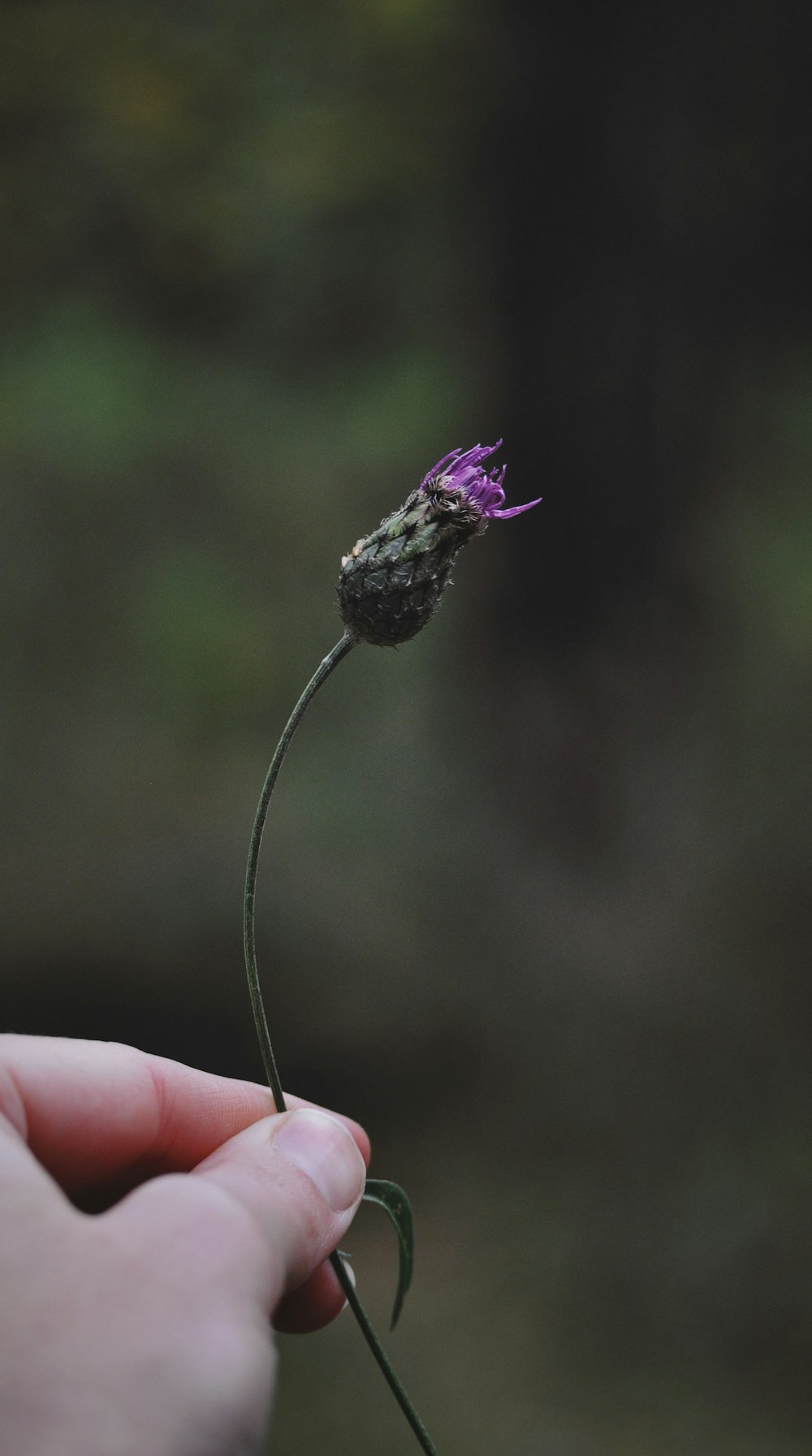 a hand holding a purple flower
