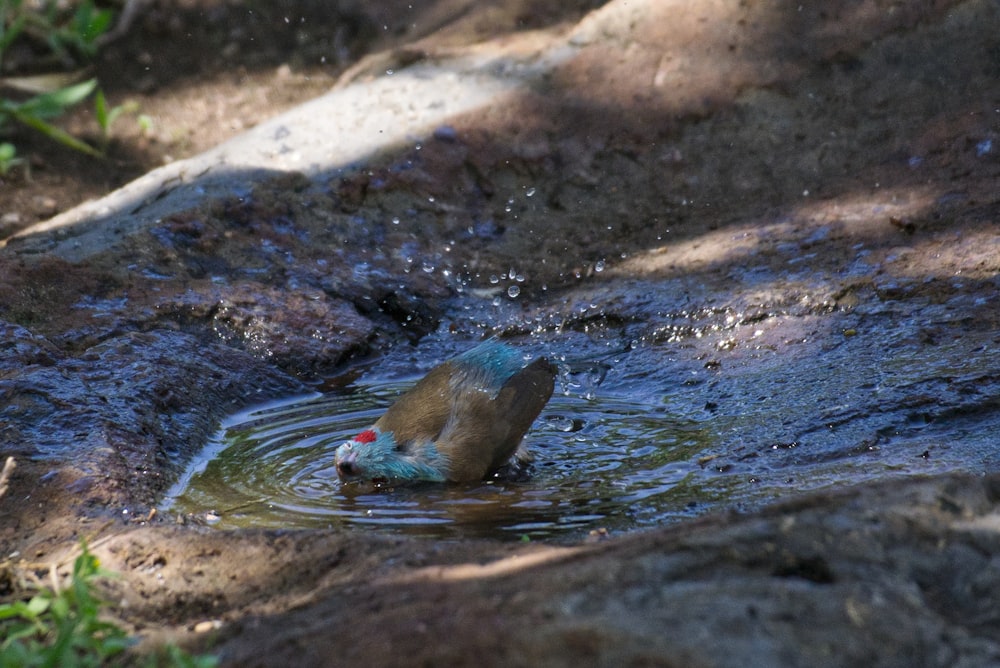 a seal in the water