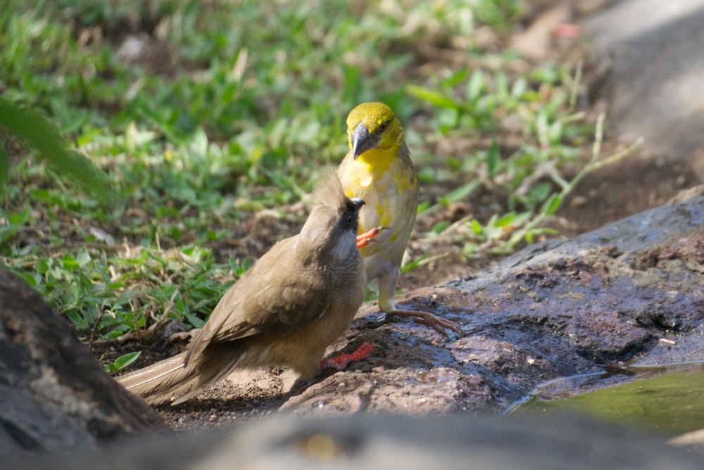 Zwei Vögel auf einem Baumstamm