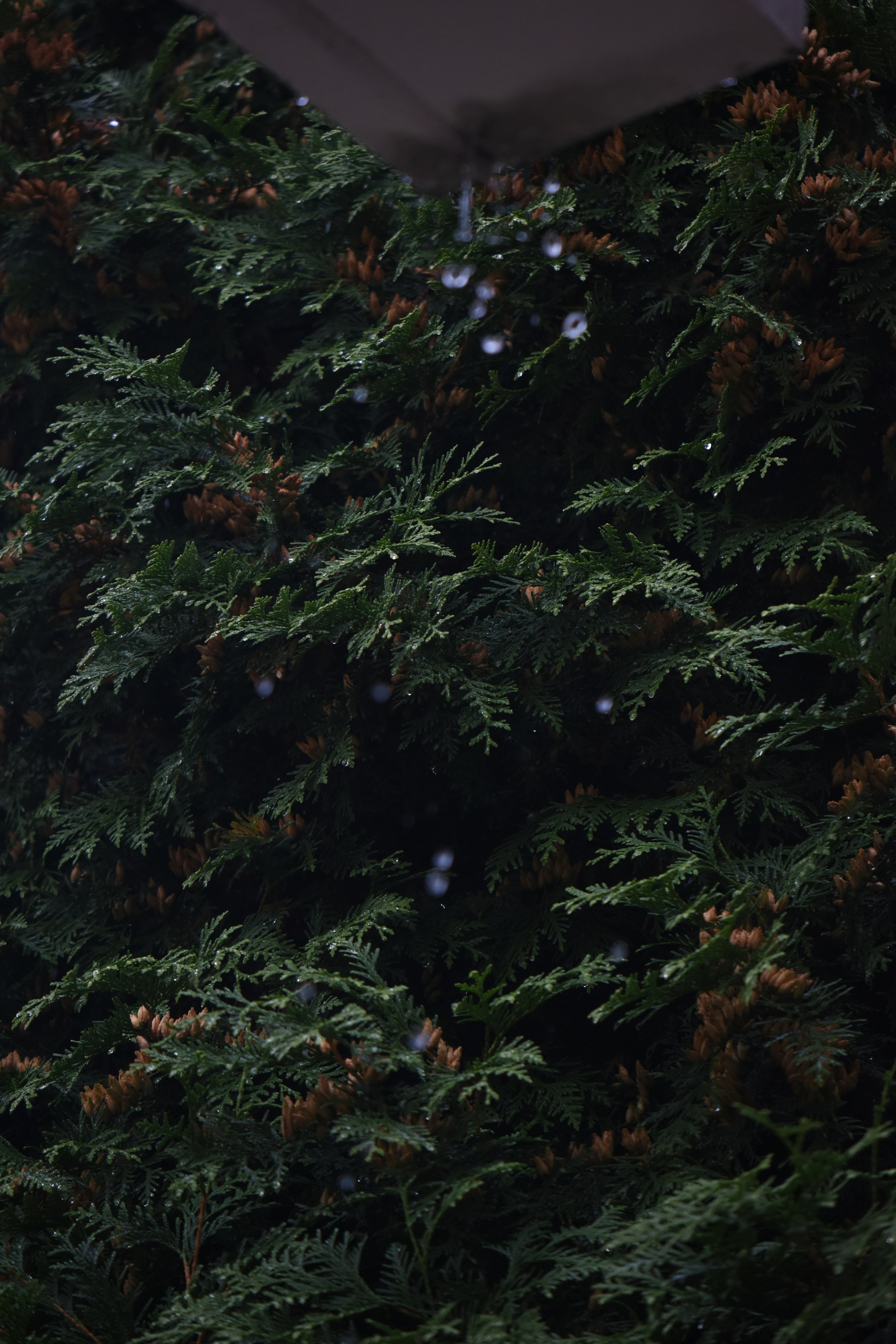 Photo by tardedapple1212