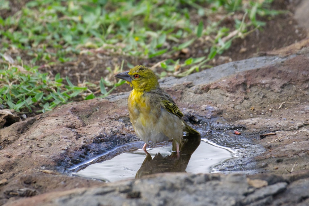 a bird standing on a puddle