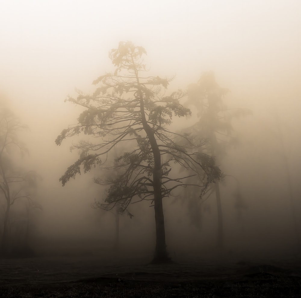 a tree in a foggy forest