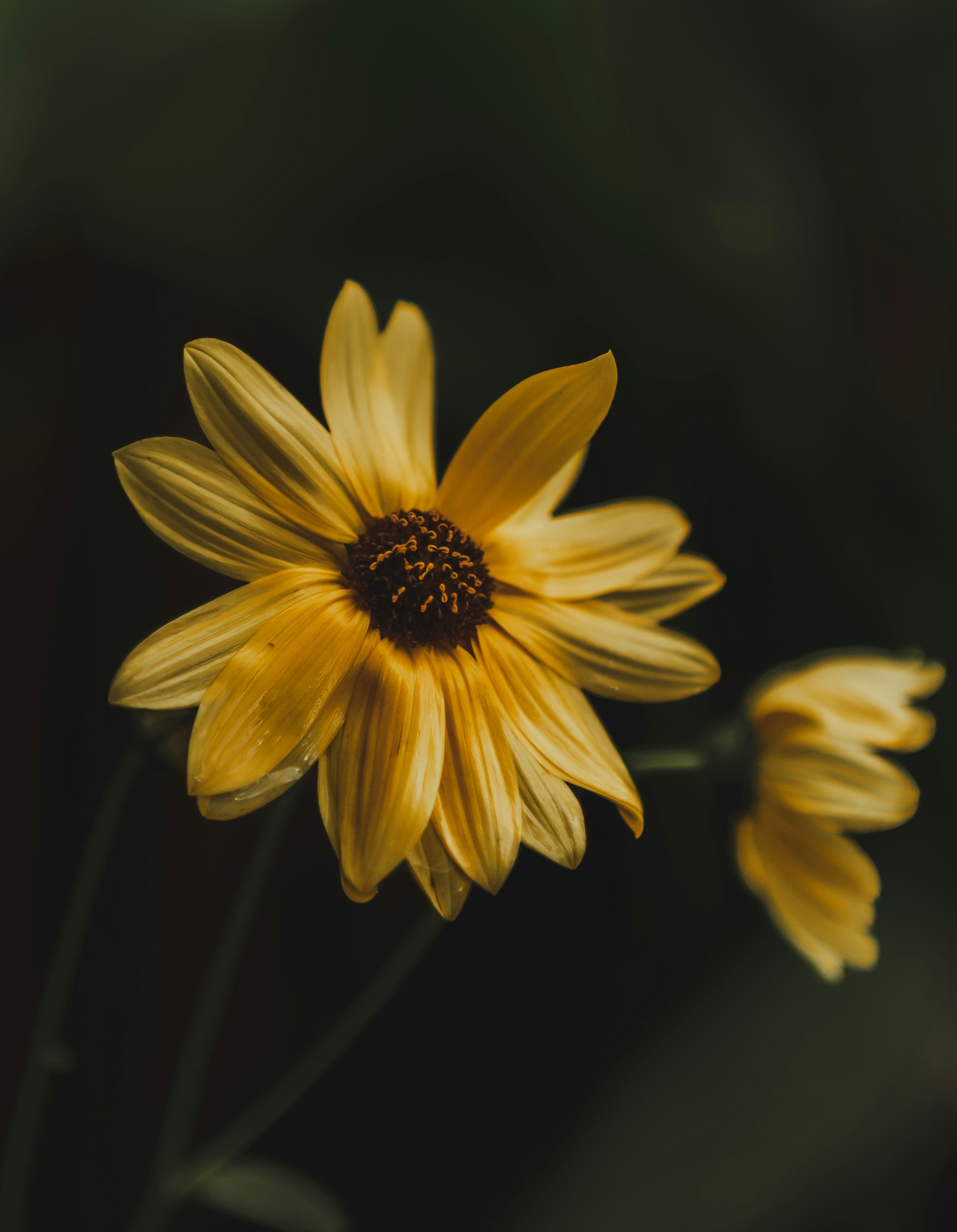 Photo by gamanalice3012