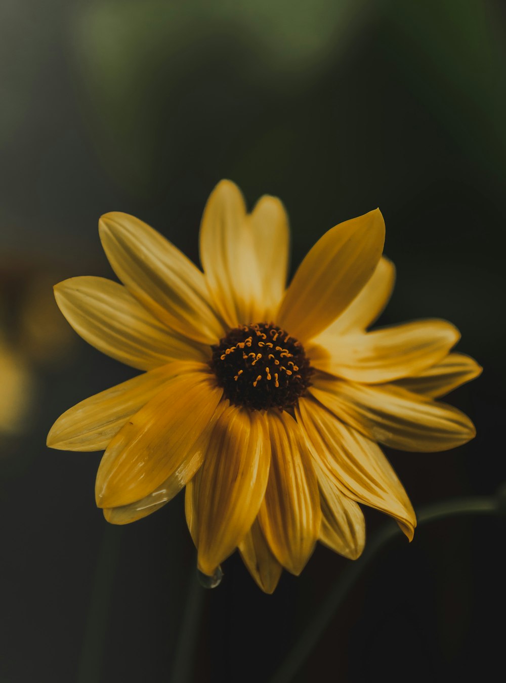 a yellow flower with a black background