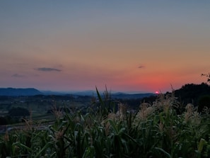 A peaceful farm landscape at sunset with fields of oats and hay stretching into the distance