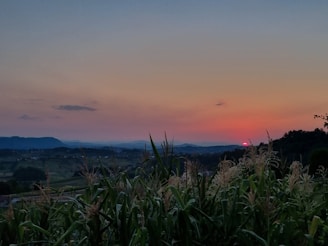 A peaceful farm landscape at sunset with fields of oats and hay stretching into the distance