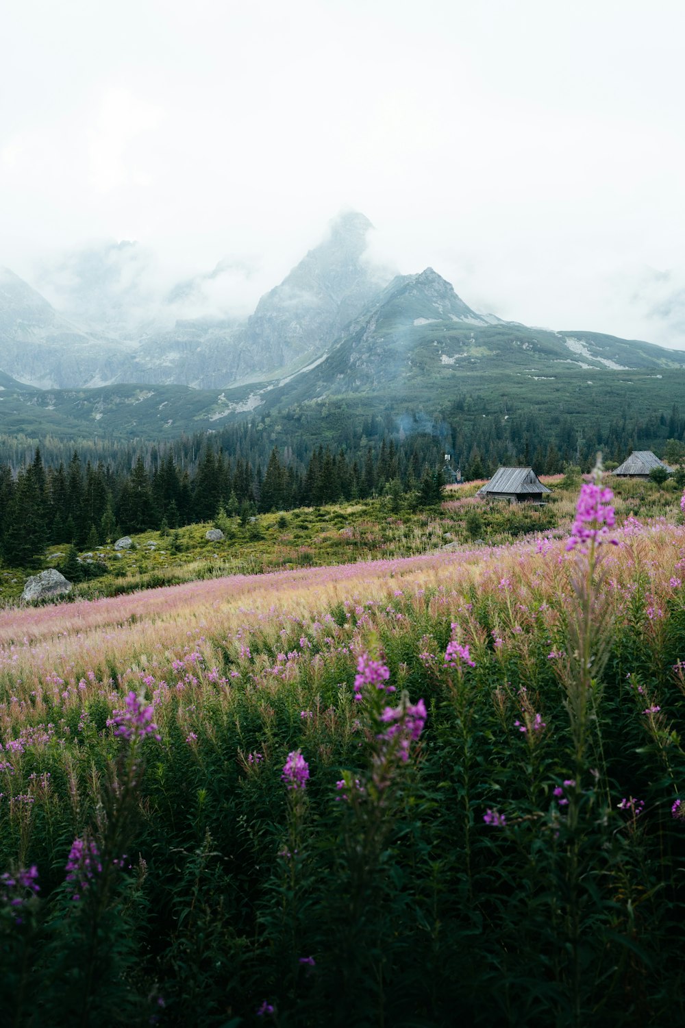 a grassy field with trees and mountains in the background