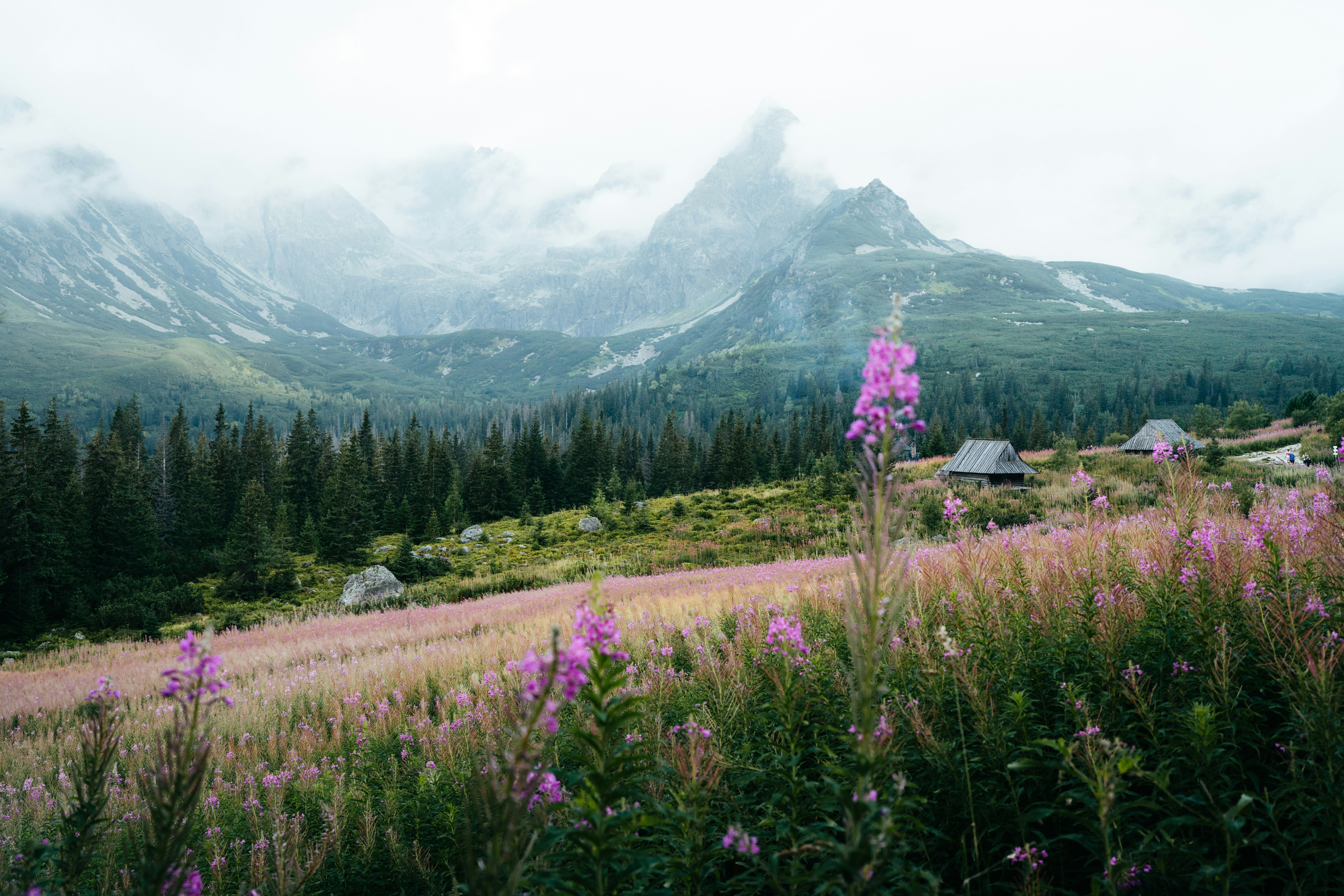 Valley of Flowers