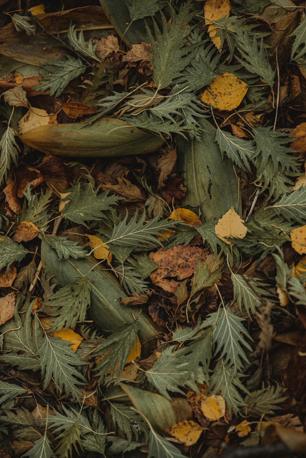 a group of plants with leaves