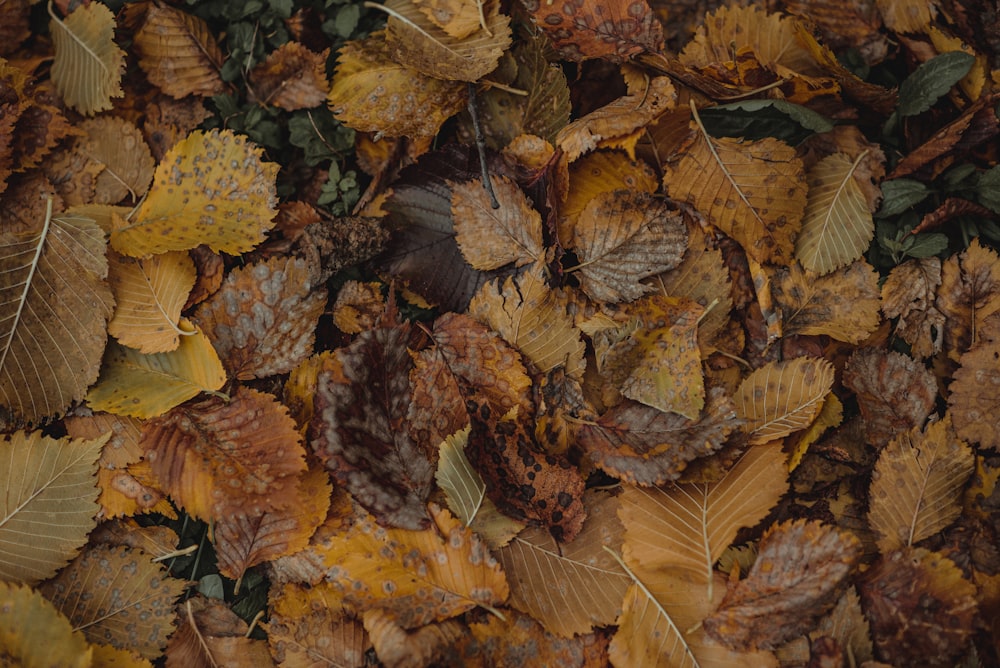 a pile of brown leaves