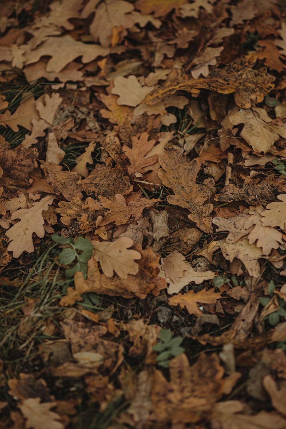 a pile of brown leaves