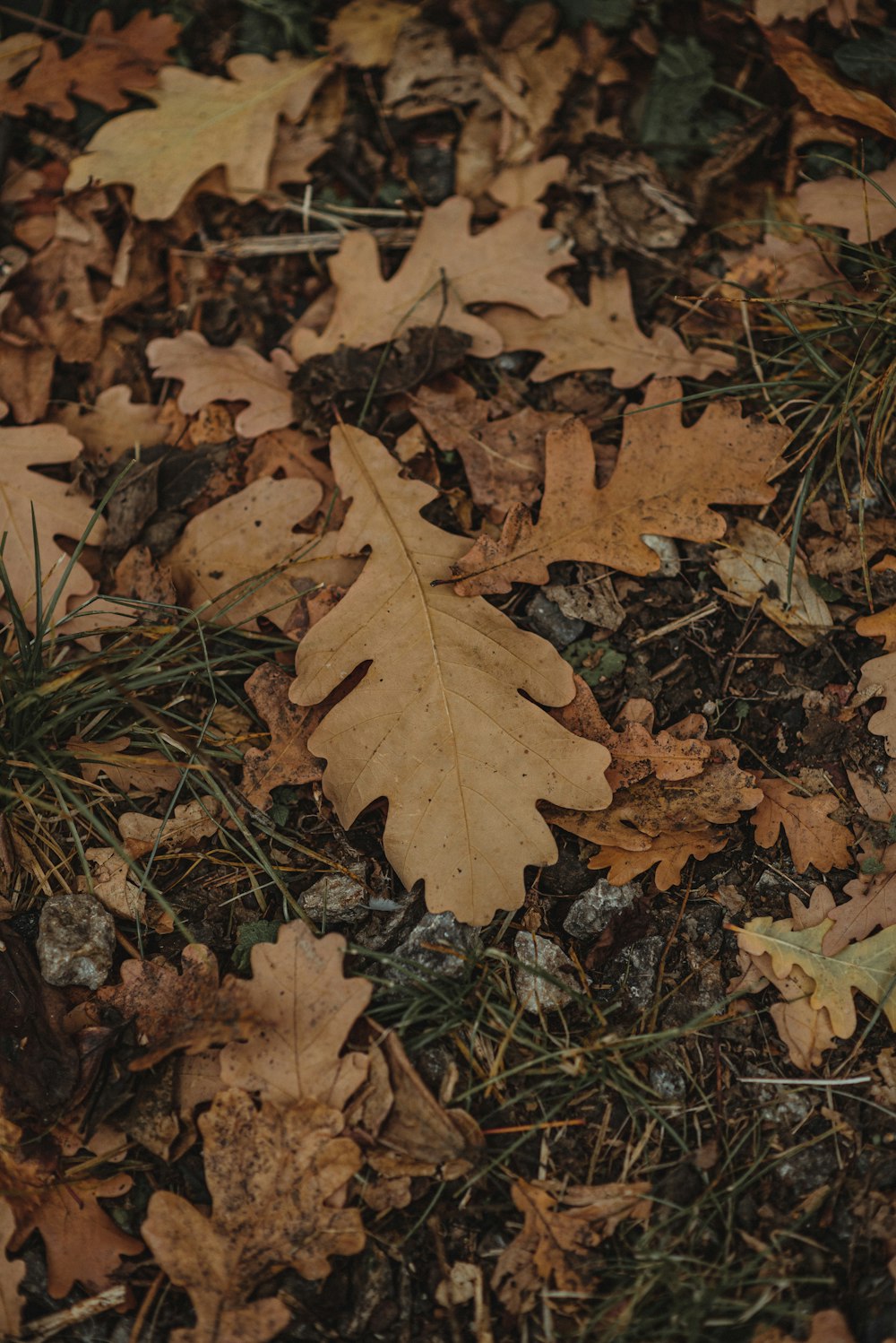 un montón de hojas marrones