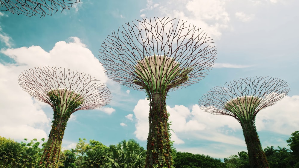 a group of palm trees