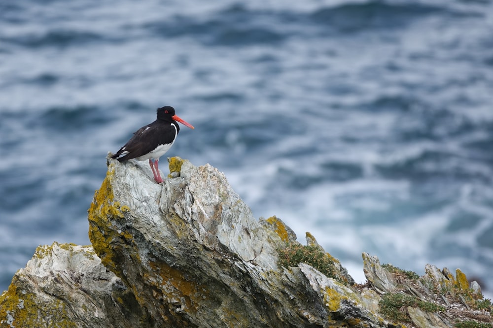 a bird sits on a rock