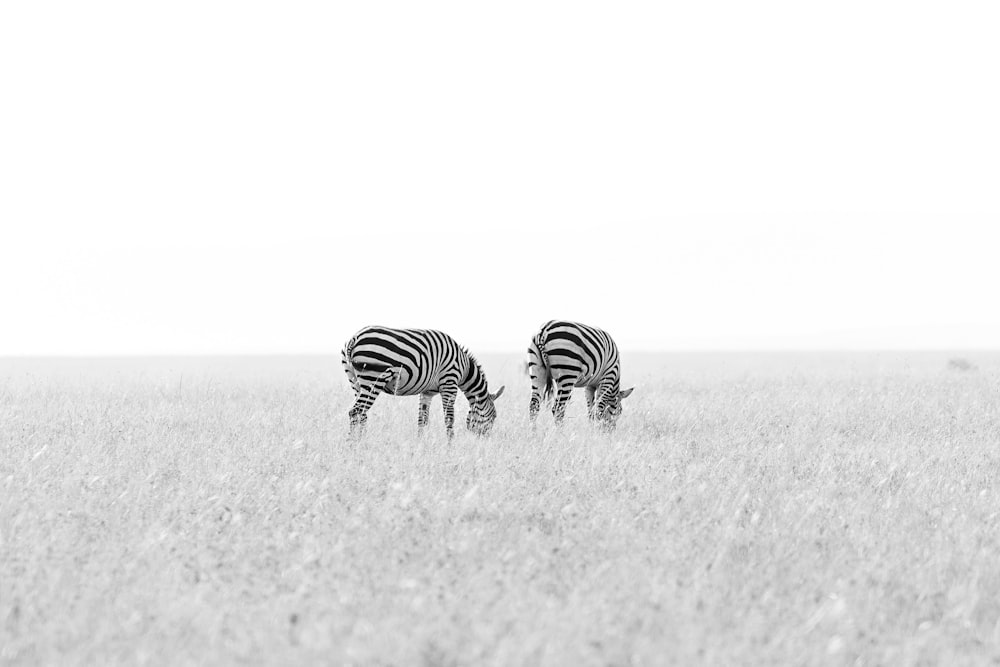 zebras grazing in a field
