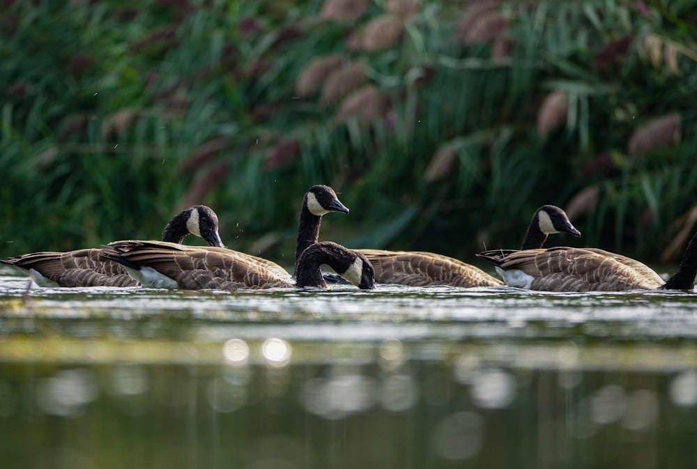 a group of ducks sit on the edge of a pond