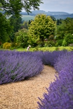 a person walking through a field of purple flowers
