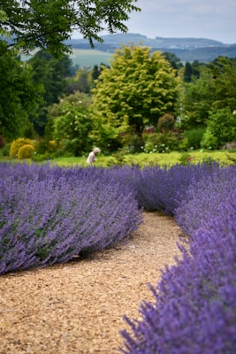 a person walking through a field of purple flowers