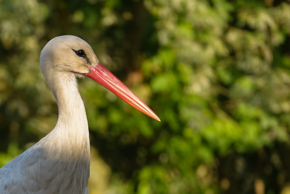 a bird with a long beak